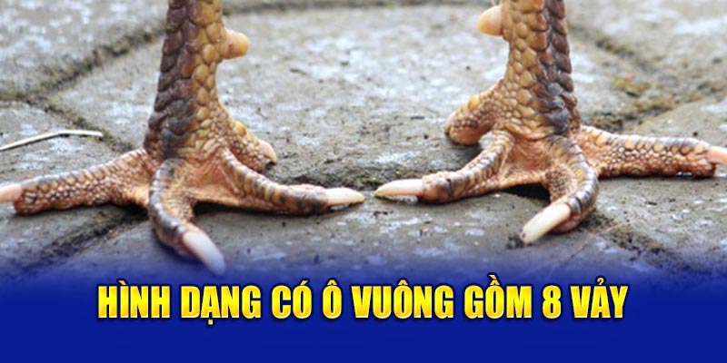 Hình dạng có ô vuông gồm 8 vảy b